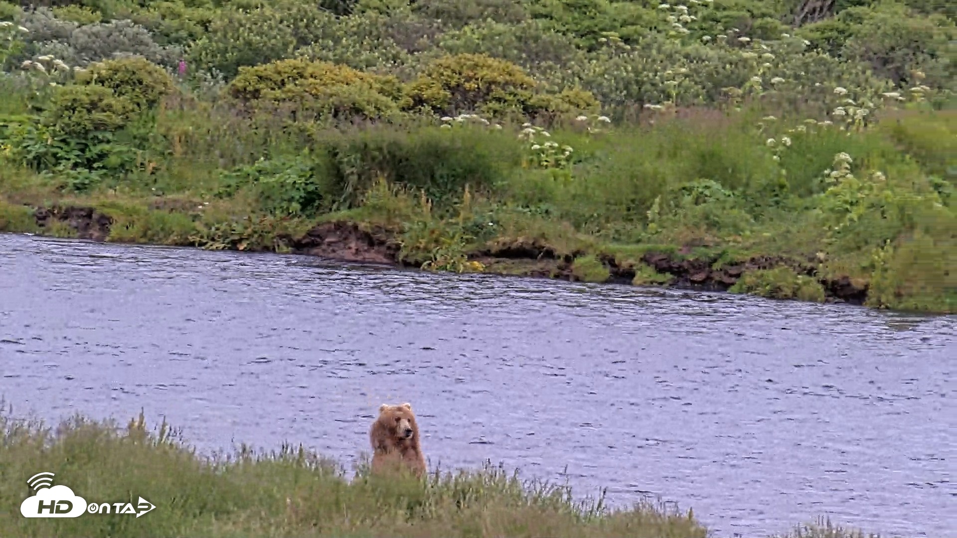 Snapshot of Kodiak Alaska Brown Bears Live Webcam taken Aug 5, 2026, 2:39pm AKDT