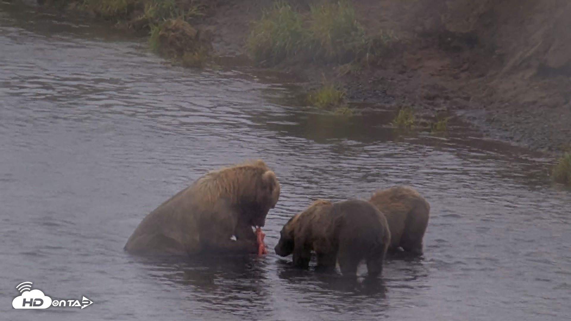 Snapshot of Kodiak Alaska Brown Bears Live Webcam taken Aug 13, 2026, 4:56pm AKDT