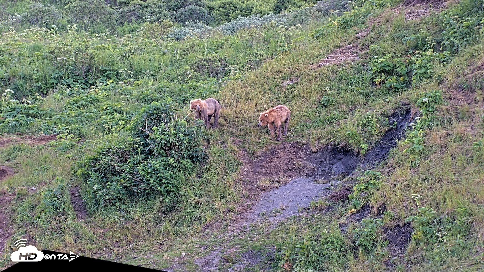 Snapshot of Kodiak Alaska Brown Bears Live Webcam taken Jul 28, 2026, 9:25pm AKDT