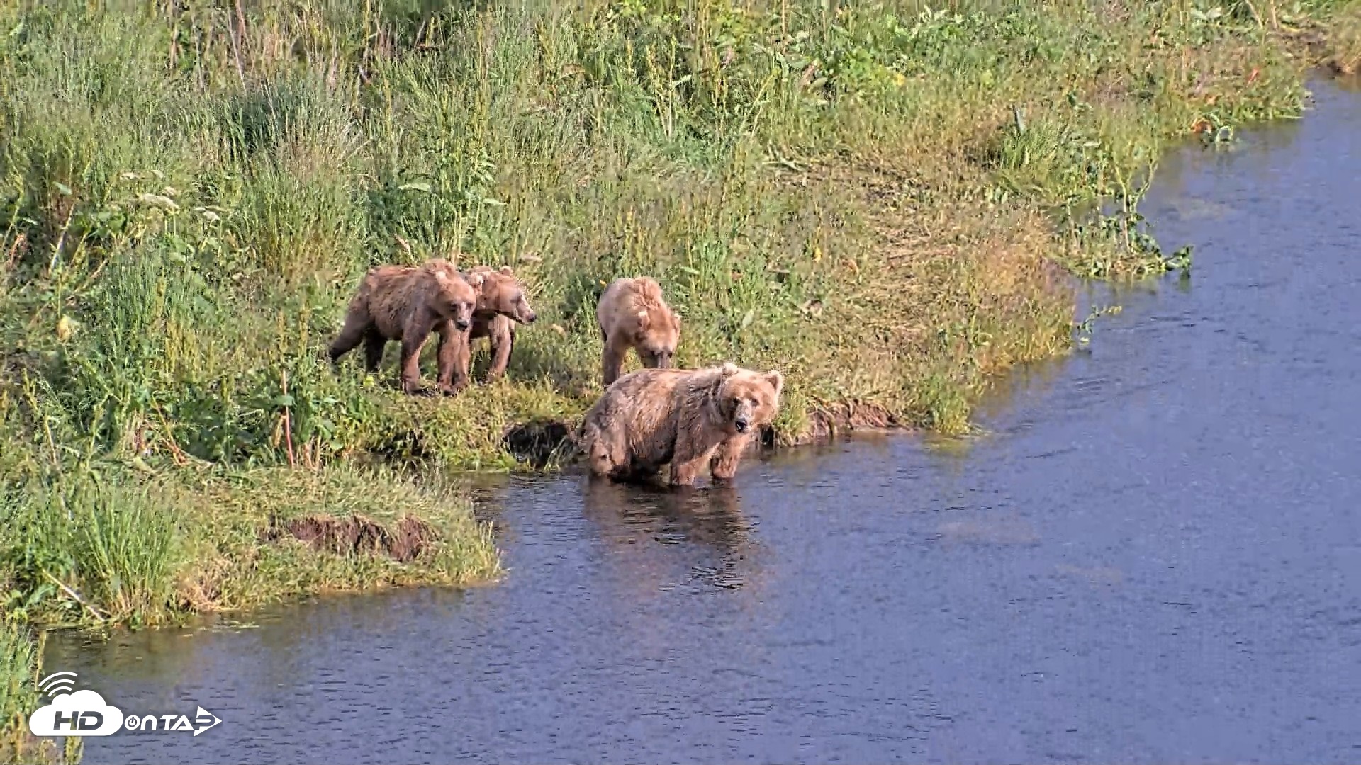 Snapshot of Kodiak Alaska Brown Bears Live Webcam taken Jul 28, 2026, 6:56pm AKDT
