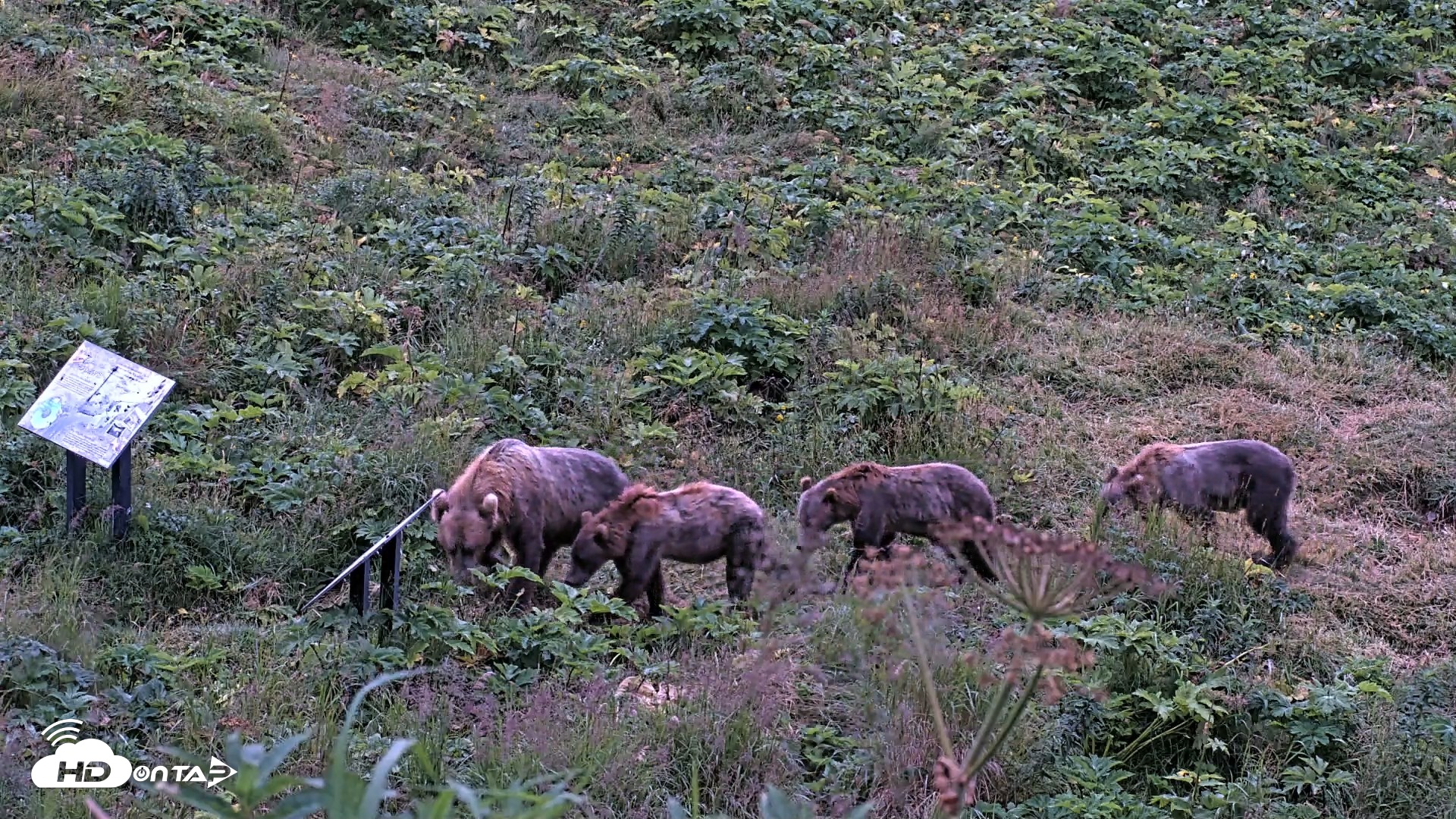 Snapshot of Kodiak Alaska Brown Bears Live Webcam taken Aug 12, 2026, 6:29am AKDT