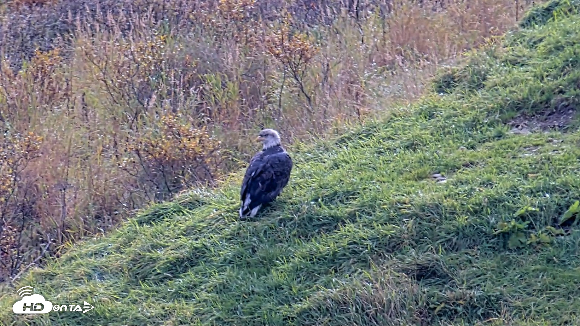 Snapshot of Kodiak Alaska Brown Bears Live Webcam taken Oct 8, 2026, 1:31pm AKDT