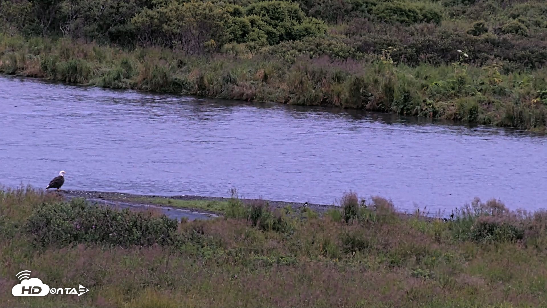 Snapshot of Kodiak Alaska Brown Bears Live Webcam taken Aug 15, 2026, 6:56am AKDT