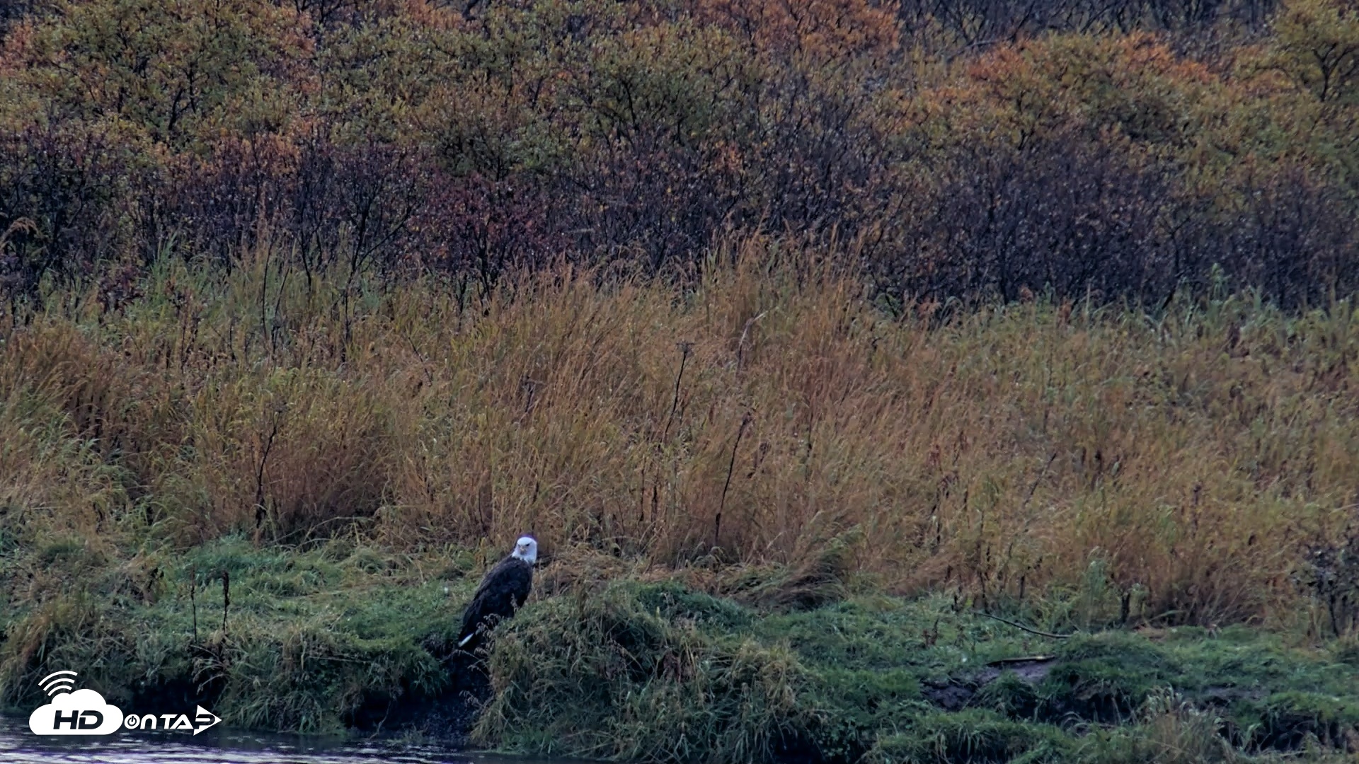 Snapshot of Kodiak Alaska Brown Bears Live Webcam taken Oct 5, 2026, 9:37am AKDT