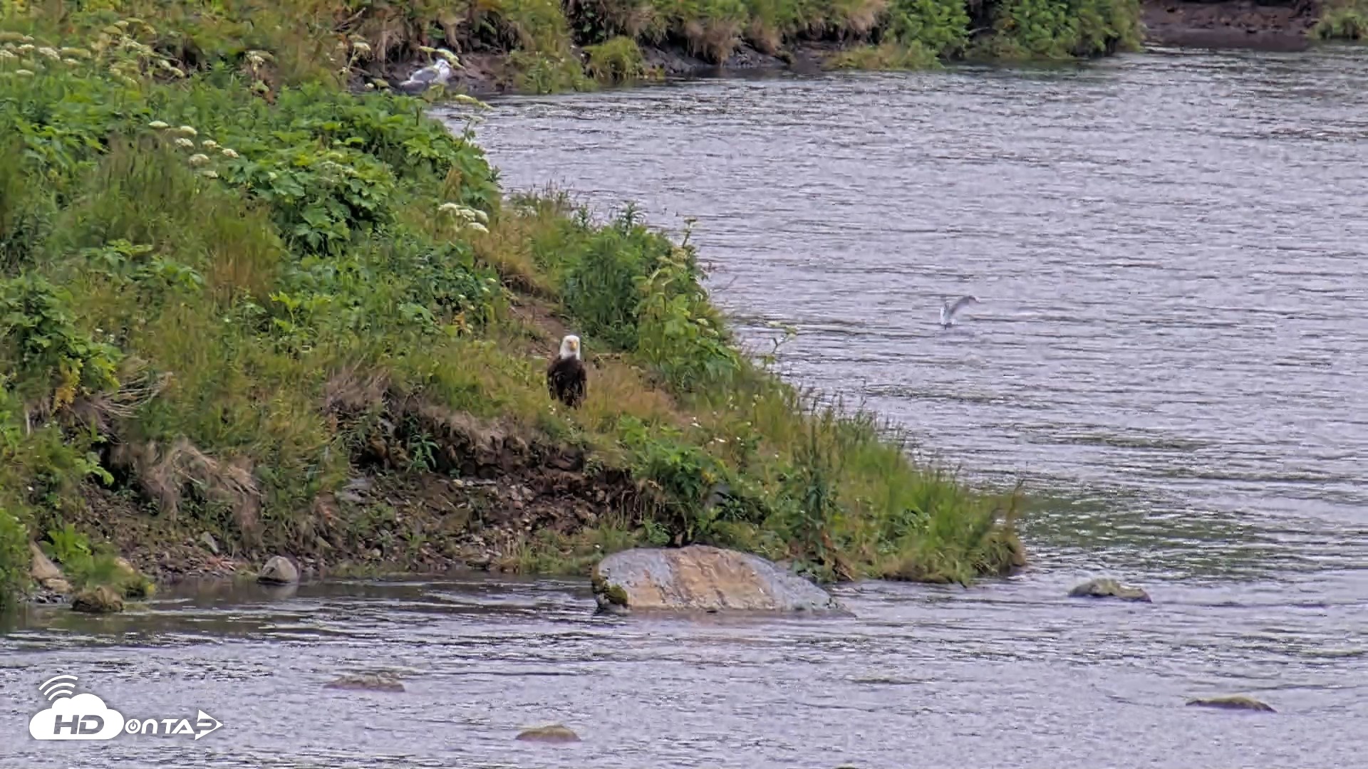 Snapshot of Kodiak Alaska Brown Bears Live Webcam taken Aug 4, 2026, 8:42pm AKDT