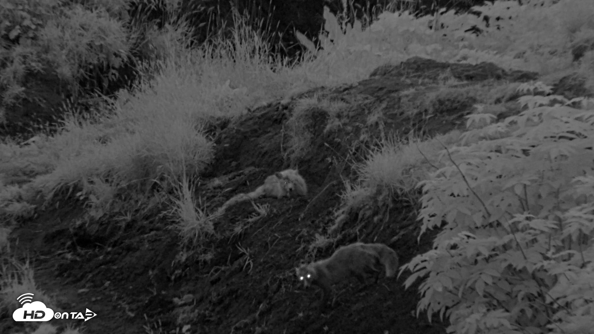 Snapshot of Kodiak Alaska Brown Bears Live Webcam taken Aug 11, 2026, 6:13am AKDT