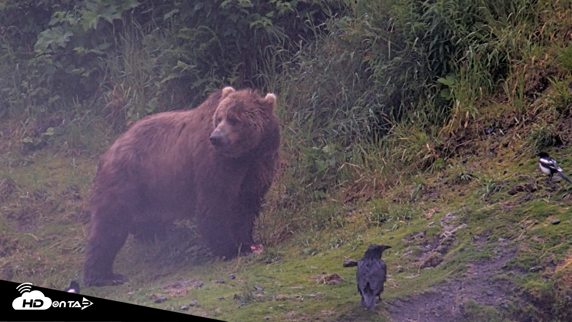 Snapshot of Kodiak Alaska Brown Bears Live Webcam taken Jul 22, 2026, 6:48am AKDT