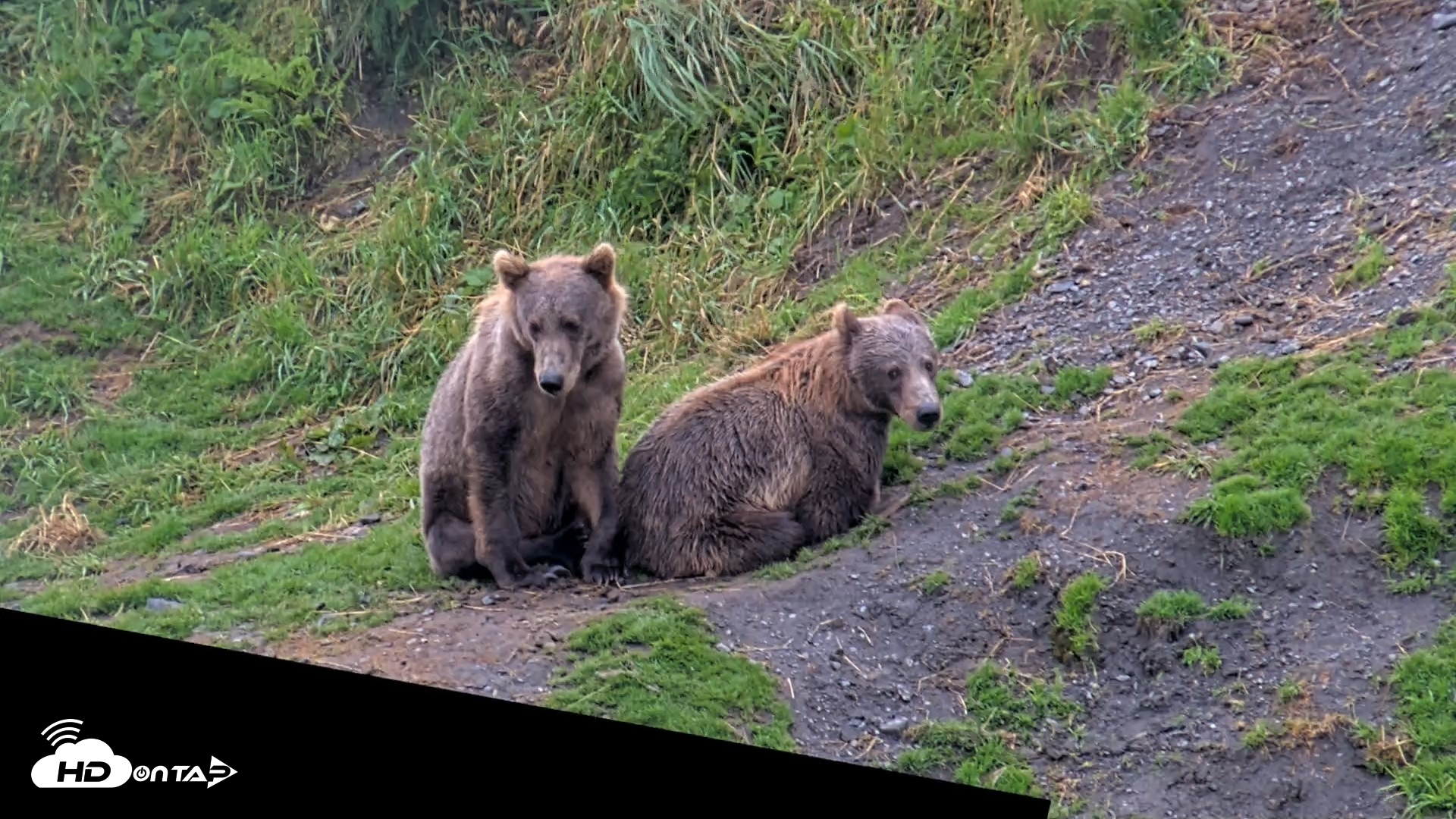Snapshot of Kodiak Alaska Brown Bears Live Webcam taken Aug 12, 2026, 5:37pm AKDT