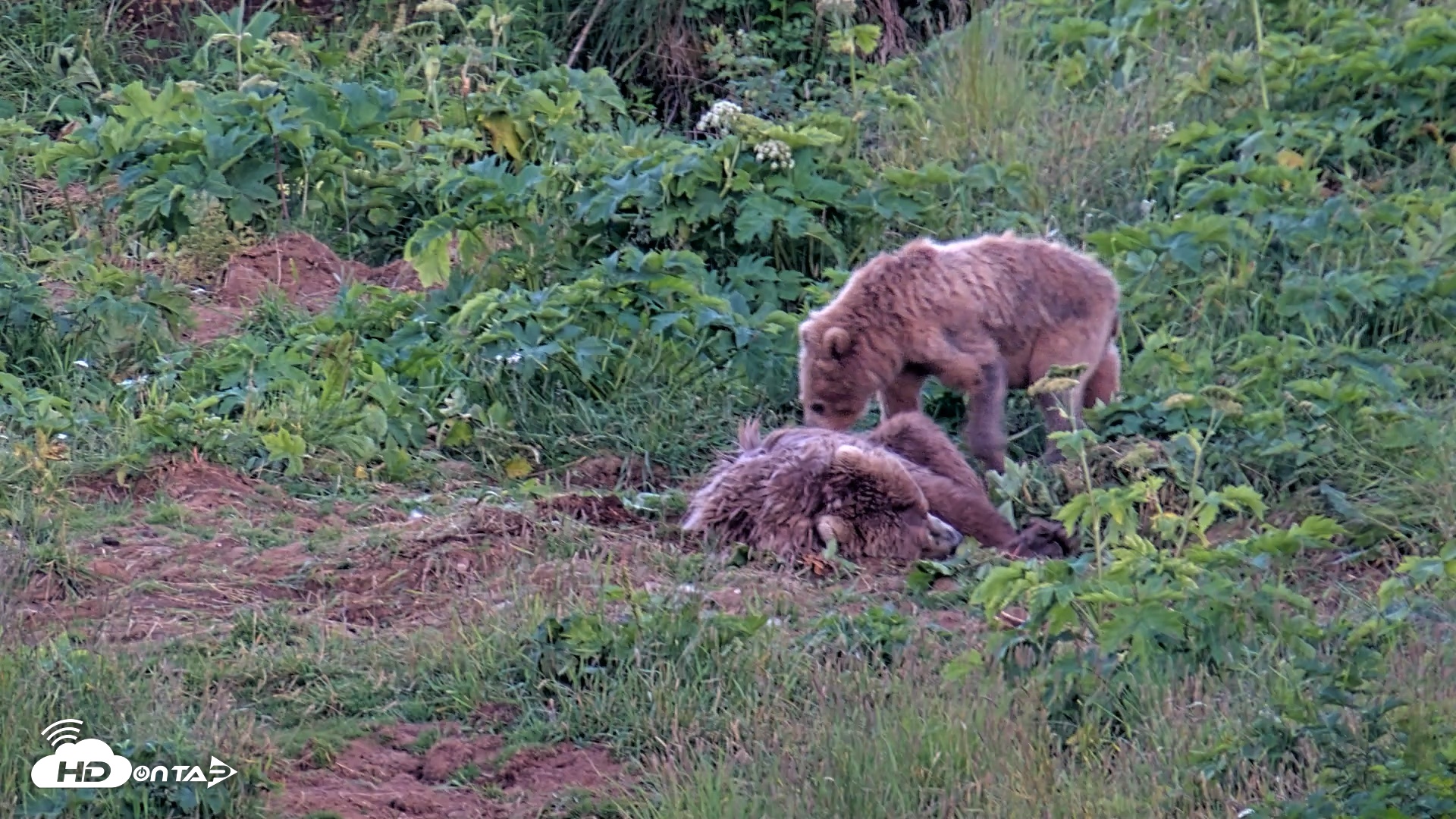 Snapshot of Kodiak Alaska Brown Bears Live Webcam taken Aug 1, 2026, 10:11pm AKDT