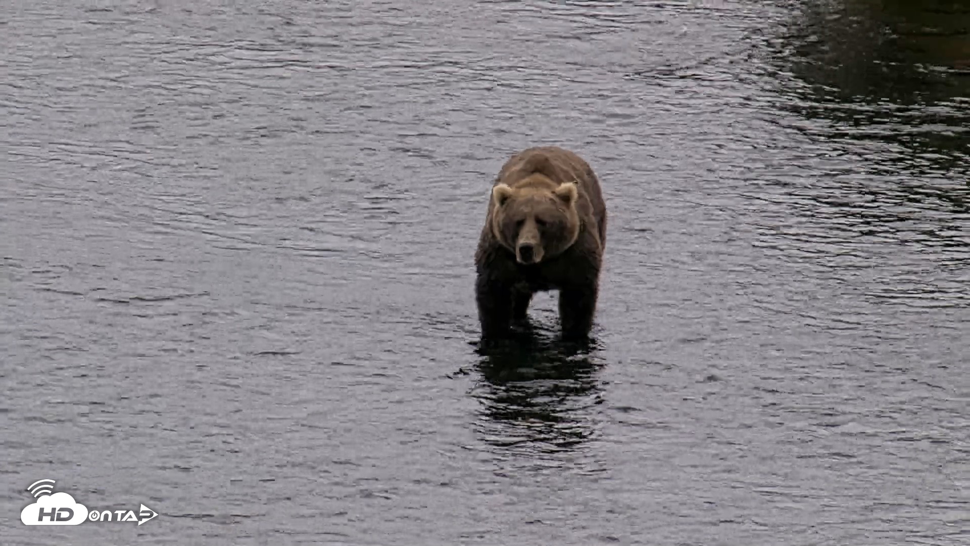 Snapshot of Kodiak Alaska Brown Bears Live Webcam taken Aug 18, 2026, 4:50pm AKDT