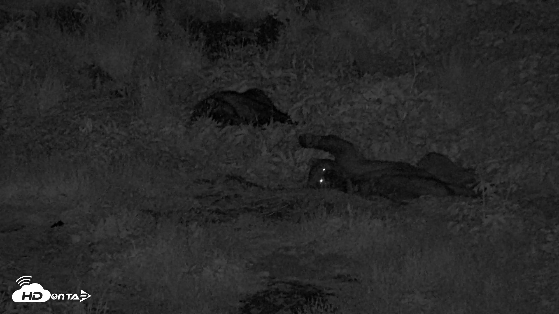 Snapshot of Kodiak Alaska Brown Bears Live Webcam taken Aug 3, 2026, 12:29am AKDT