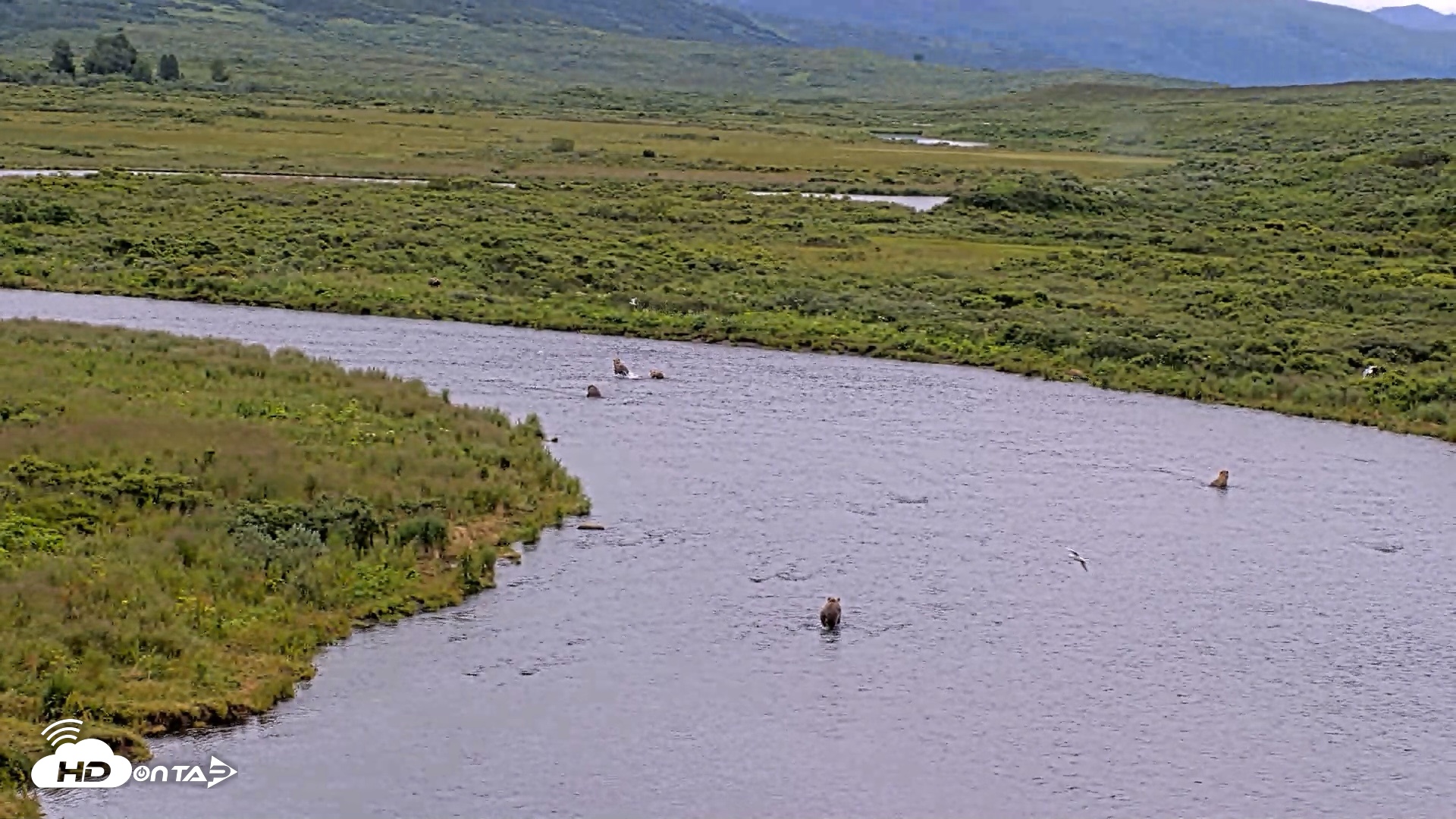 Snapshot of Kodiak Alaska Brown Bears Live Webcam taken Aug 7, 2026, 1:05pm AKDT