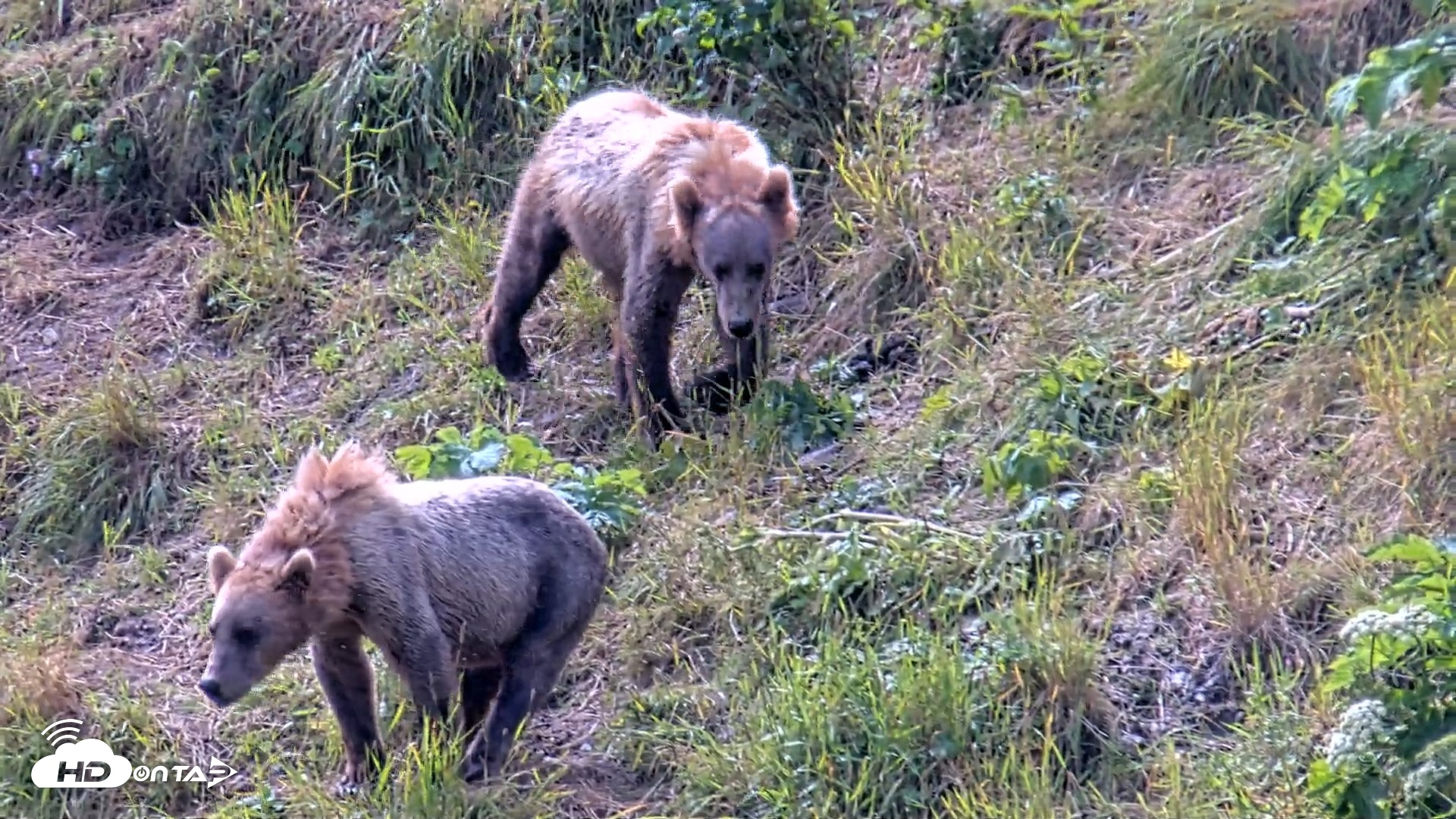 Snapshot of Kodiak Alaska Brown Bears Live Webcam taken Aug 1, 2026, 12:55pm AKDT