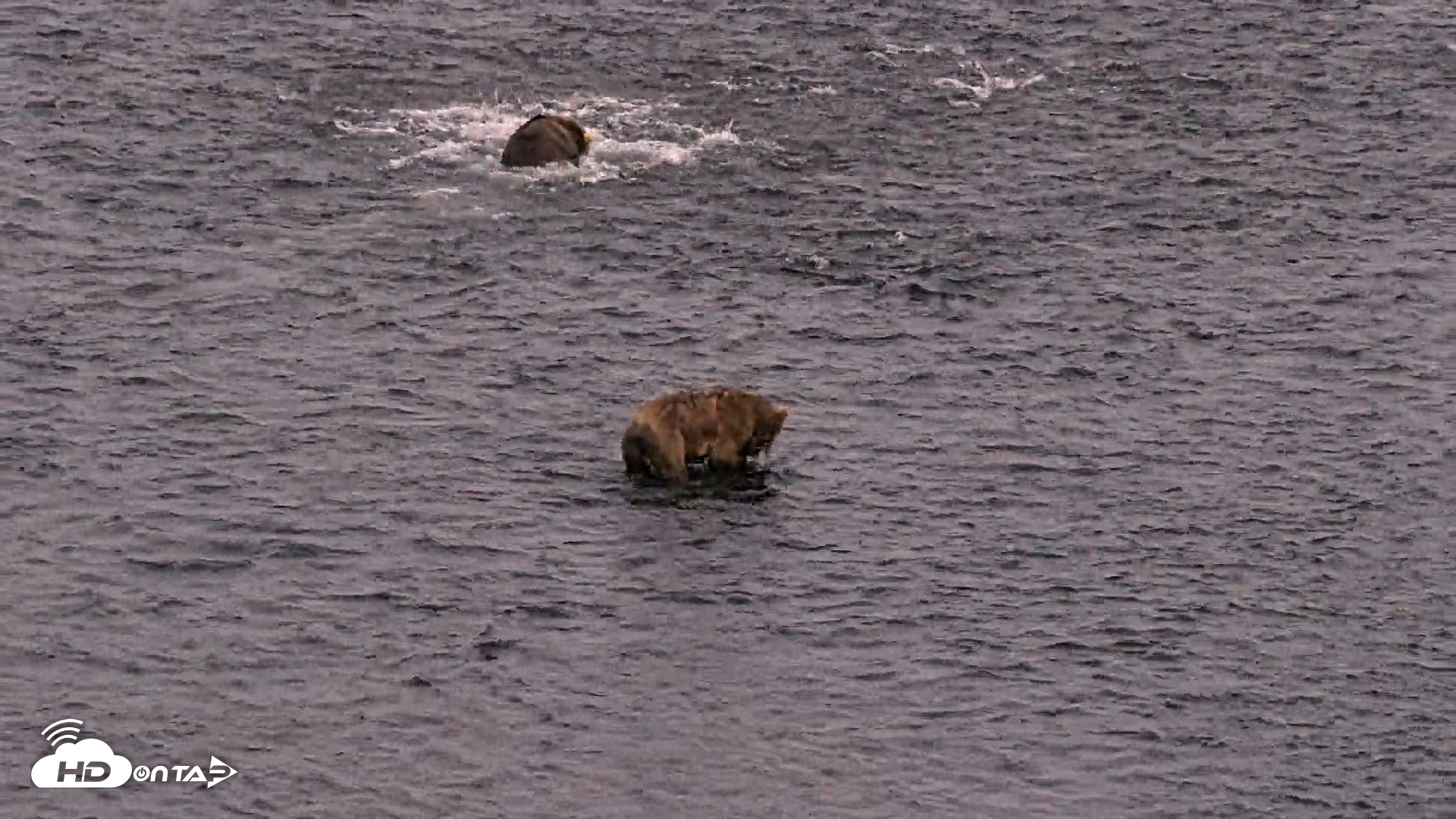 Snapshot of Kodiak Alaska Brown Bears Live Webcam taken Aug 11, 2026, 10:28pm AKDT