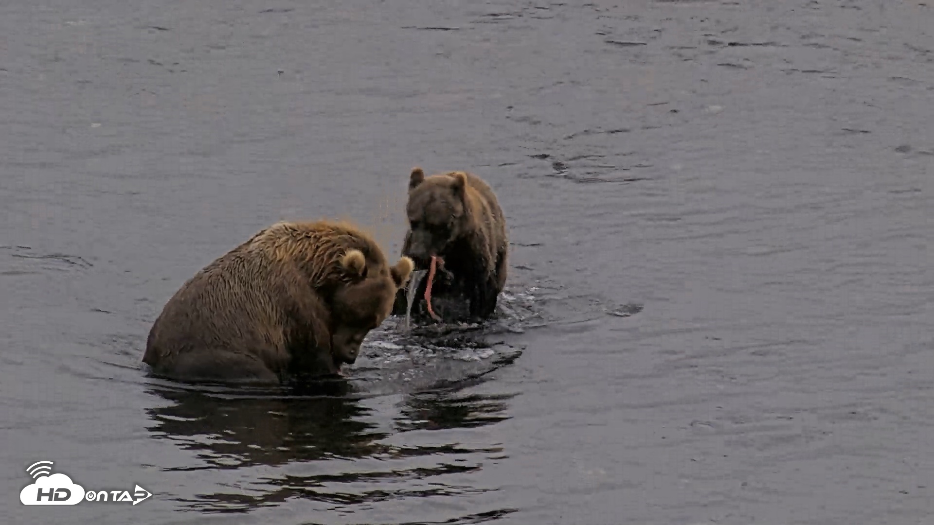 Snapshot of Kodiak Alaska Brown Bears Live Webcam taken Aug 17, 2026, 8:46pm AKDT