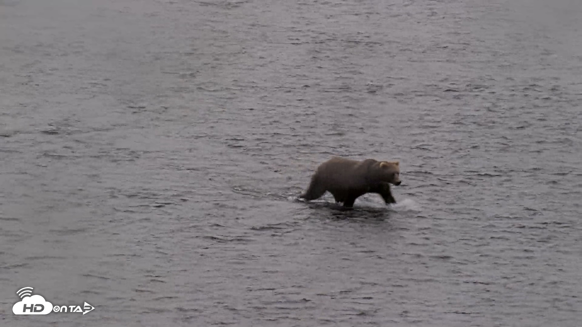 Snapshot of Kodiak Alaska Brown Bears Live Webcam taken Aug 14, 2026, 9:02am AKDT