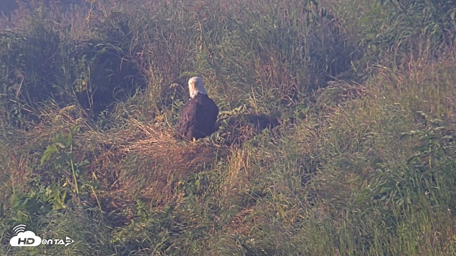 Snapshot of Kodiak Alaska Brown Bears Live Webcam taken Jul 31, 2026, 8:02am AKDT