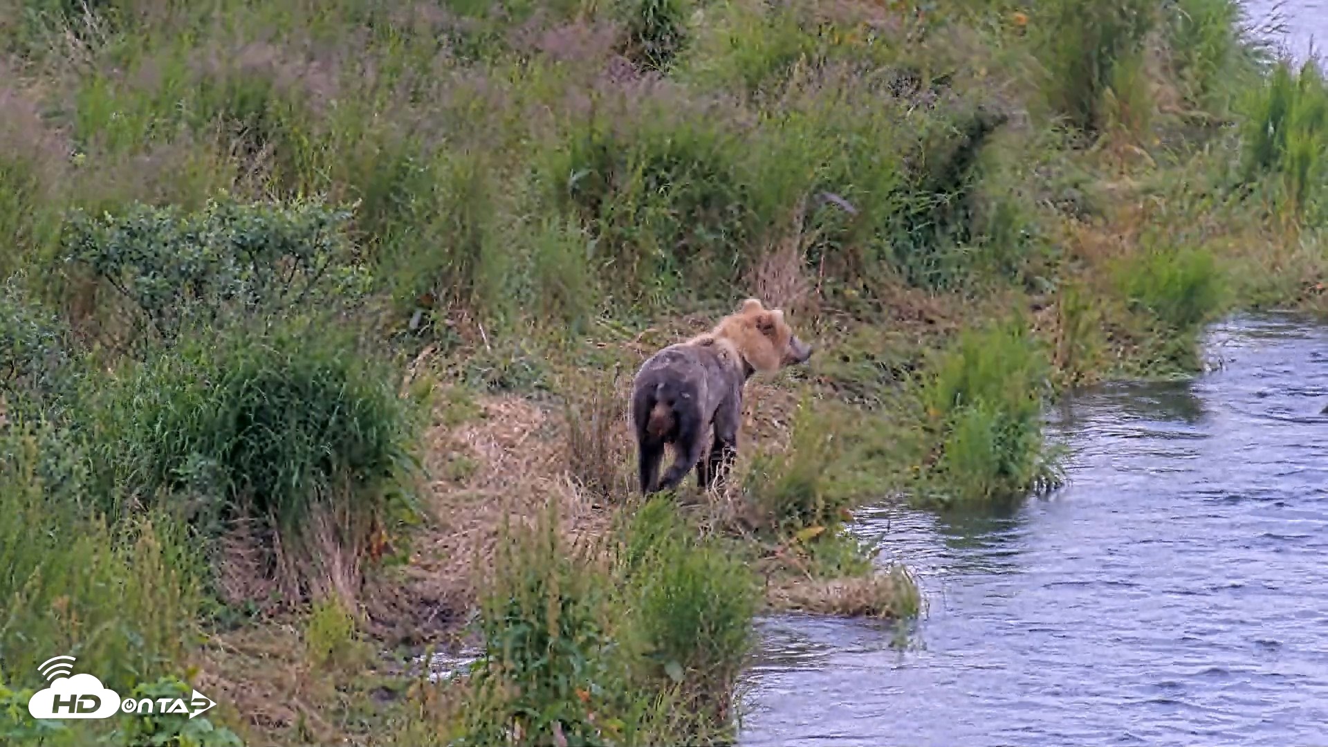 Snapshot of Kodiak Alaska Brown Bears Live Webcam taken Aug 3, 2026, 7:42am AKDT
