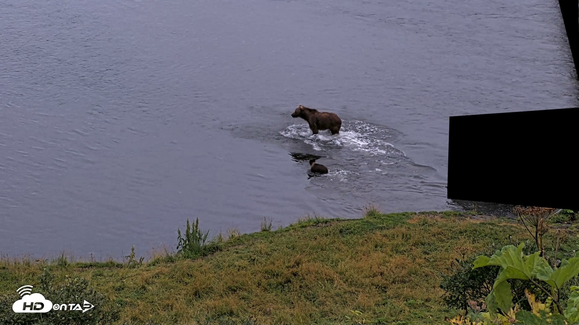 Snapshot of Kodiak Alaska Brown Bears Live Webcam taken Aug 19, 2026, 9:28pm AKDT