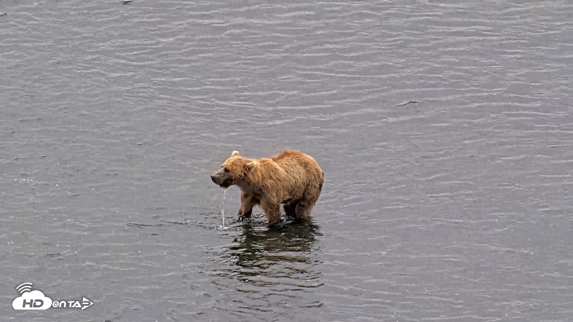 Snapshot of Kodiak Alaska Brown Bears Live Webcam taken Aug 10, 2026, 11:50am AKDT