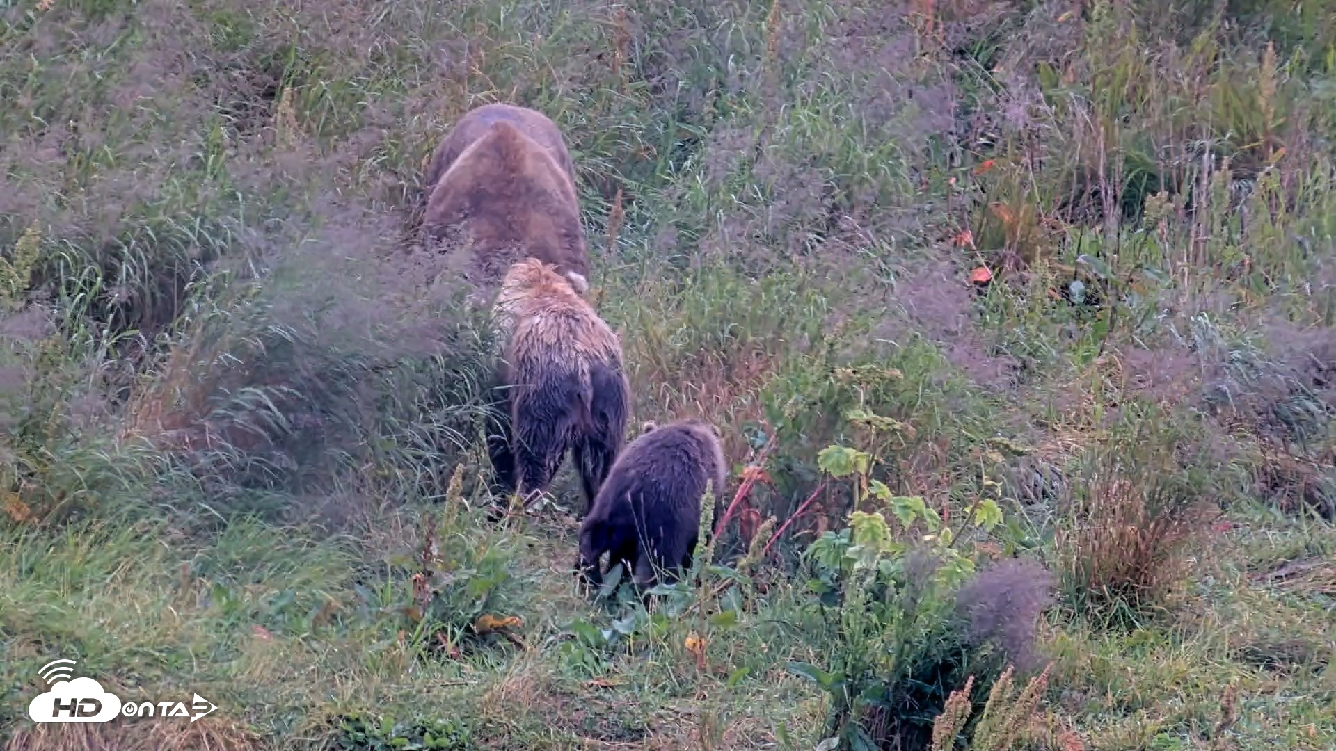 Snapshot of Kodiak Alaska Brown Bears Live Webcam taken Aug 12, 2026, 4:17pm AKDT
