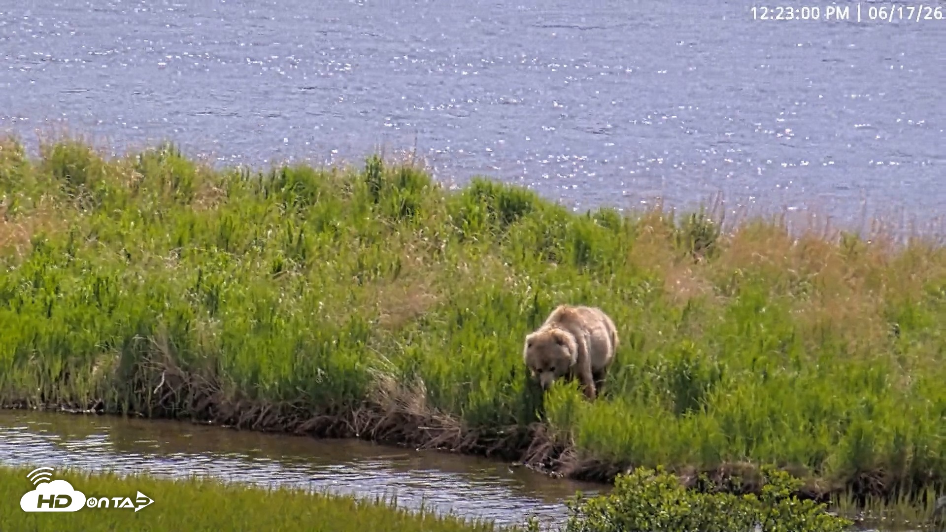 Snapshot of Kodiak Alaska Brown Bears Live Webcam taken Jun 17, 2026, 12:23pm AKDT