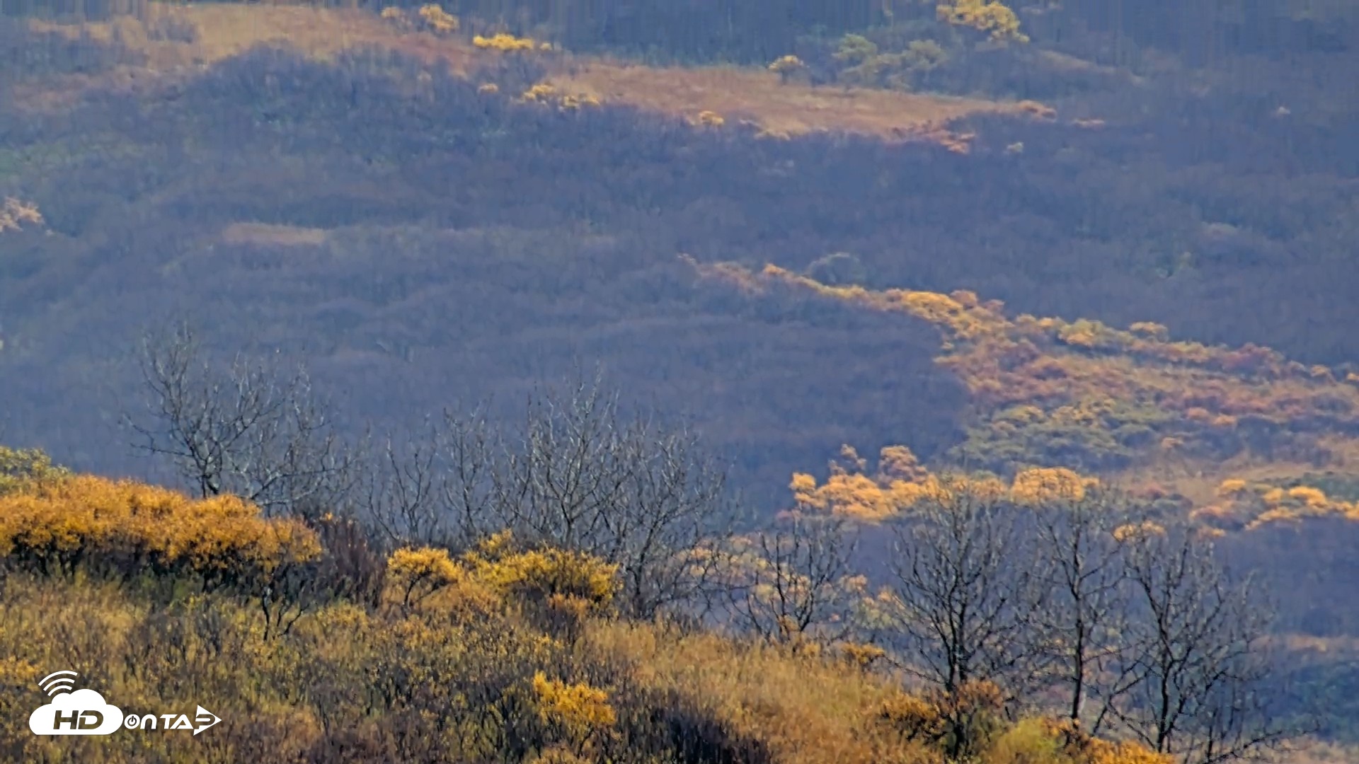 Snapshot of Kodiak Alaska Brown Bears Live Webcam taken Oct 12, 2026, 11:12am AKDT