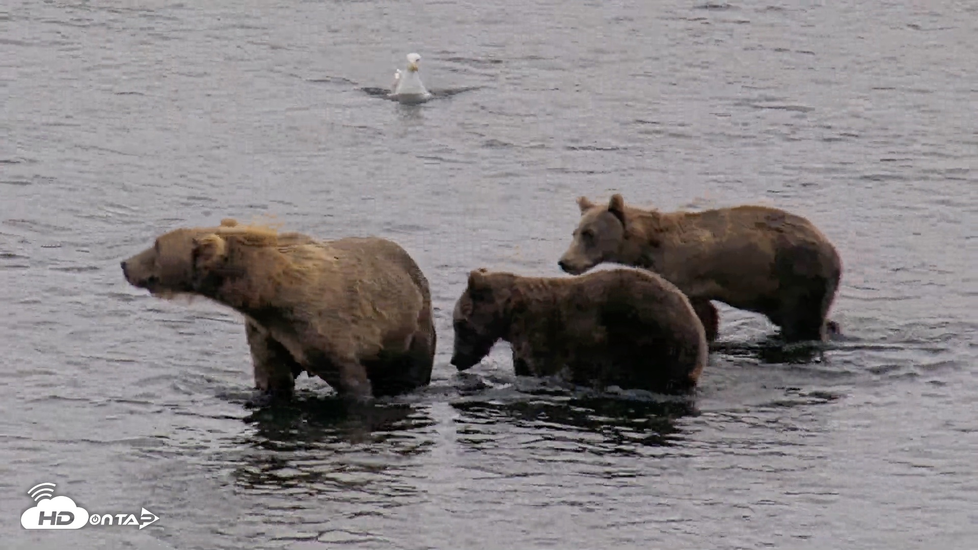 Snapshot of Kodiak Alaska Brown Bears Live Webcam taken Aug 18, 2026, 7:30am AKDT