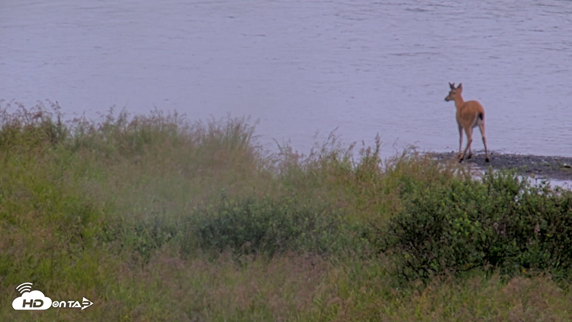 Snapshot of Kodiak Alaska Brown Bears Live Webcam taken Aug 19, 2026, 11:05am AKDT