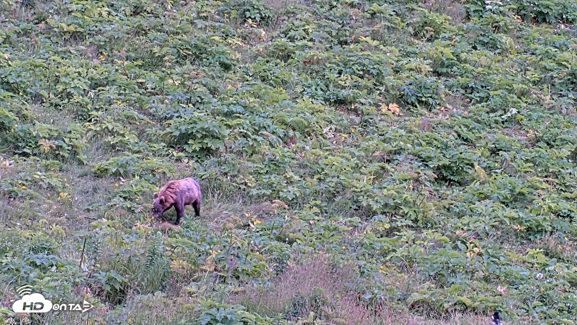 Snapshot of Kodiak Alaska Brown Bears Live Webcam taken Aug 7, 2026, 5:24pm AKDT