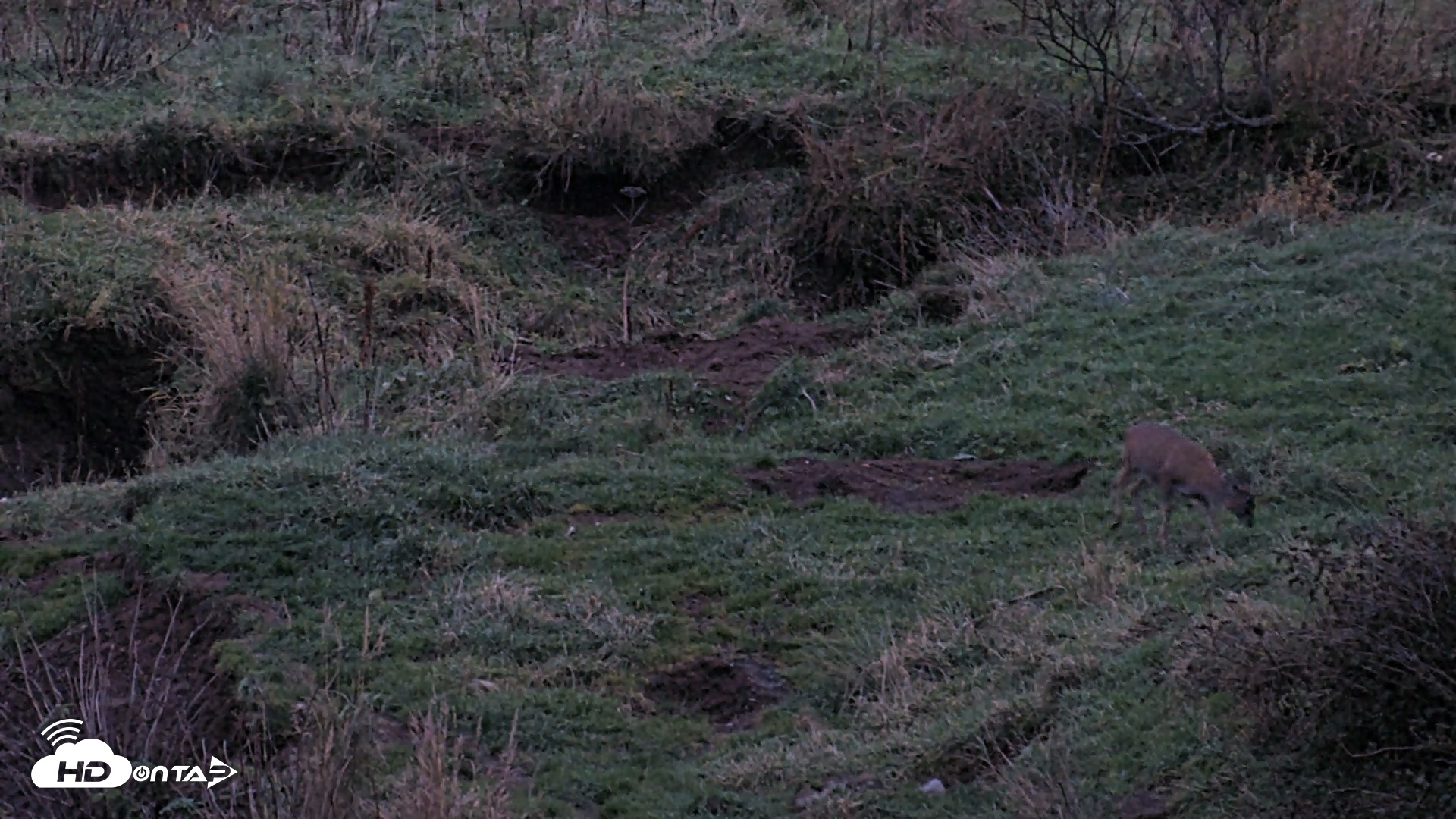 Snapshot of Kodiak Alaska Brown Bears Live Webcam taken Oct 6, 2026, 7:58pm AKDT