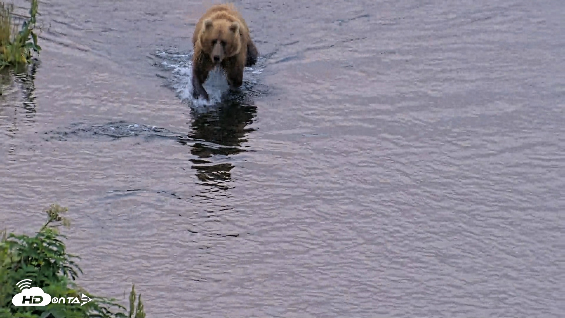 Snapshot of Kodiak Alaska Brown Bears Live Webcam taken Aug 6, 2026, 6:56am AKDT