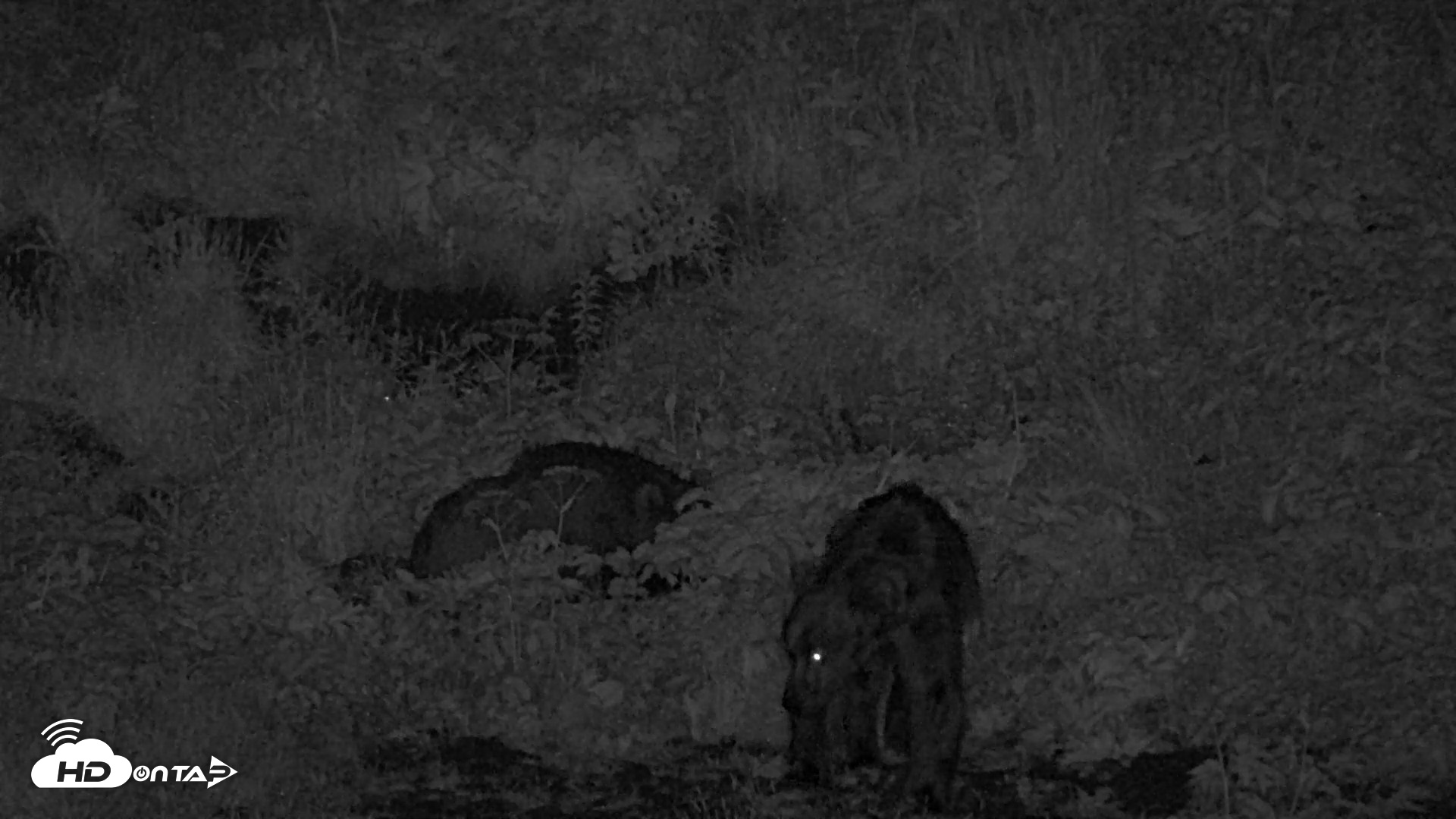 Snapshot of Kodiak Alaska Brown Bears Live Webcam taken Jul 28, 2026, 1:03am AKDT