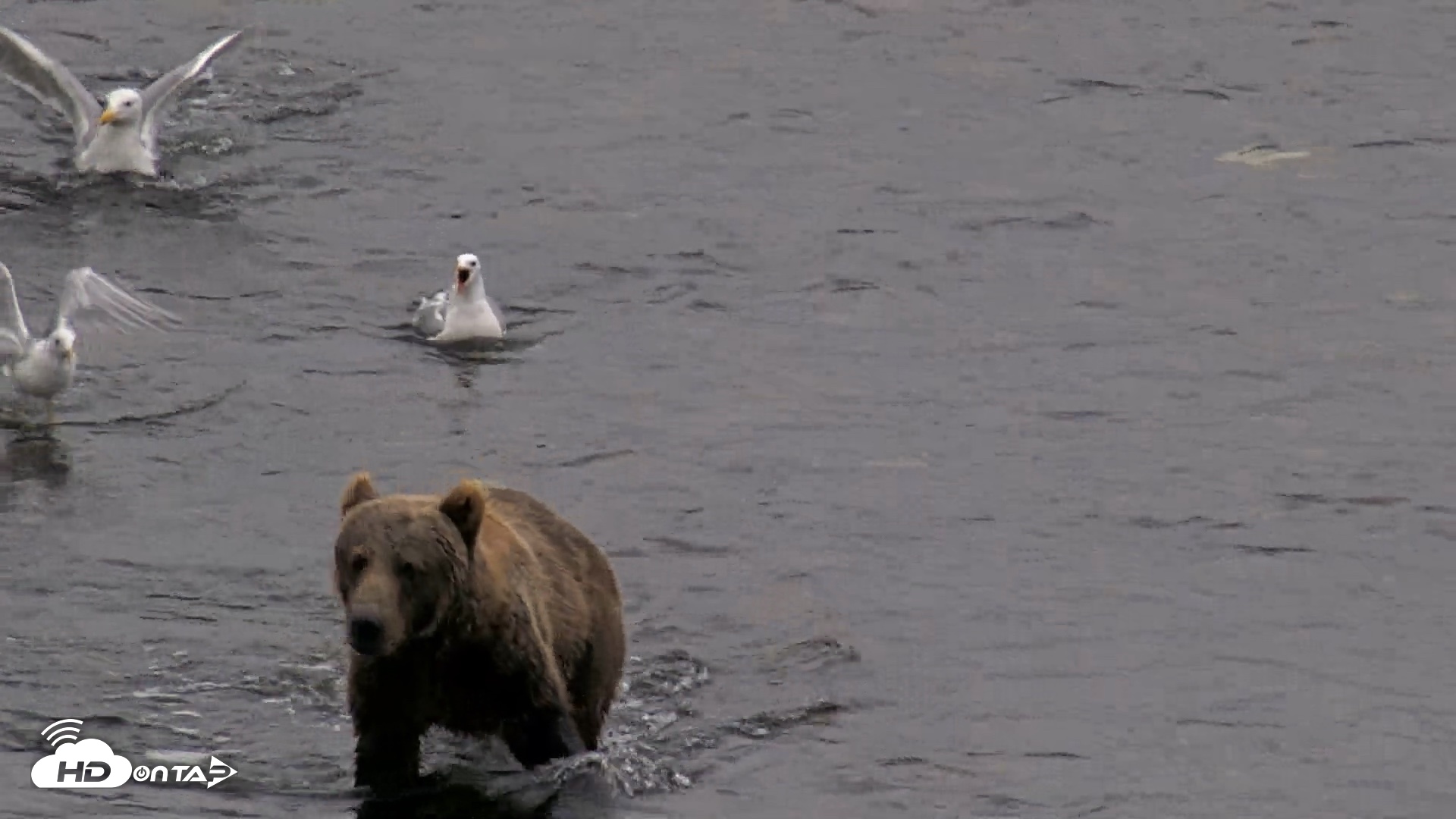 Snapshot of Kodiak Alaska Brown Bears Live Webcam taken Aug 17, 2026, 8:43pm AKDT
