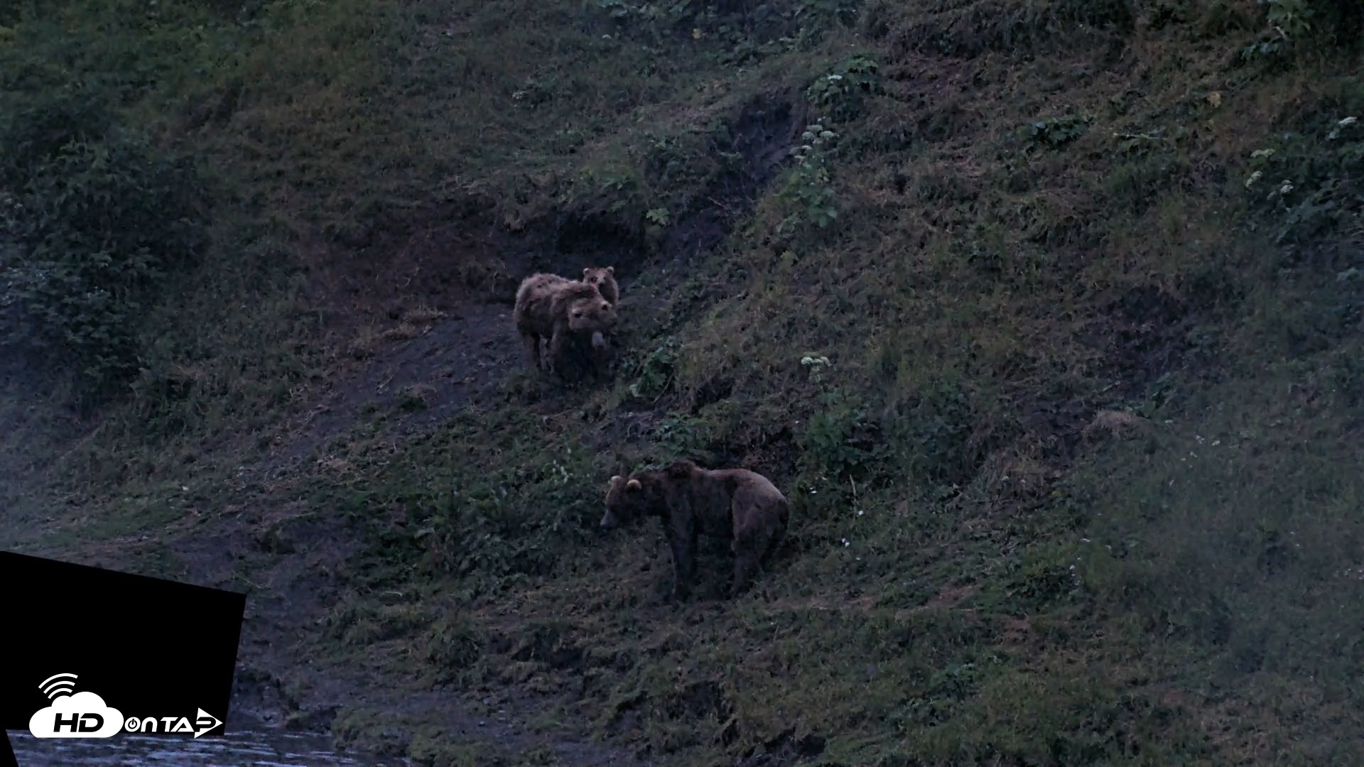 Snapshot of Kodiak Alaska Brown Bears Live Webcam taken Aug 3, 2026, 10:44pm AKDT