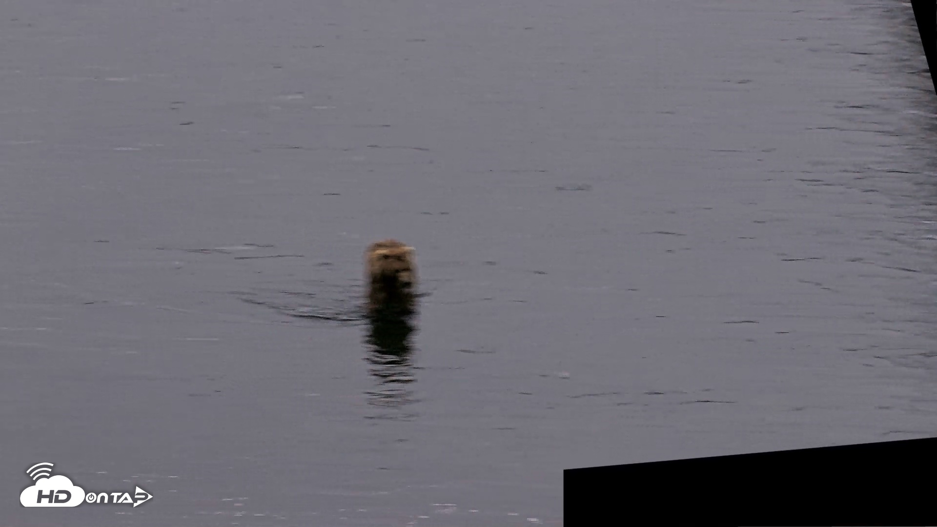 Snapshot of Kodiak Alaska Brown Bears Live Webcam taken Aug 2, 2026, 10:26pm AKDT