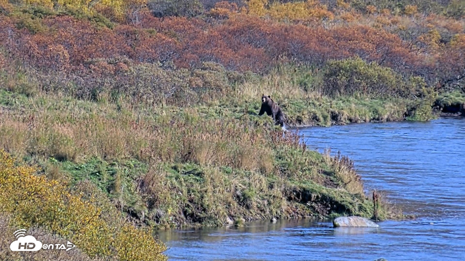 Snapshot of Kodiak Alaska Brown Bears Live Webcam taken Oct 2, 2026, 3:04pm AKDT