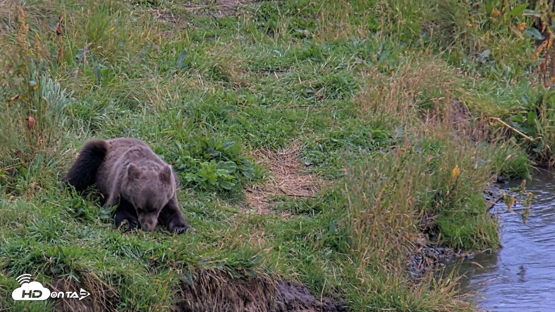 Snapshot of Kodiak Alaska Brown Bears Live Webcam taken Aug 20, 2026, 8:19pm AKDT