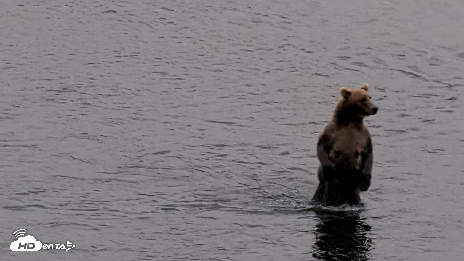 Snapshot of Kodiak Alaska Brown Bears Live Webcam taken Aug 17, 2026, 5:12pm AKDT