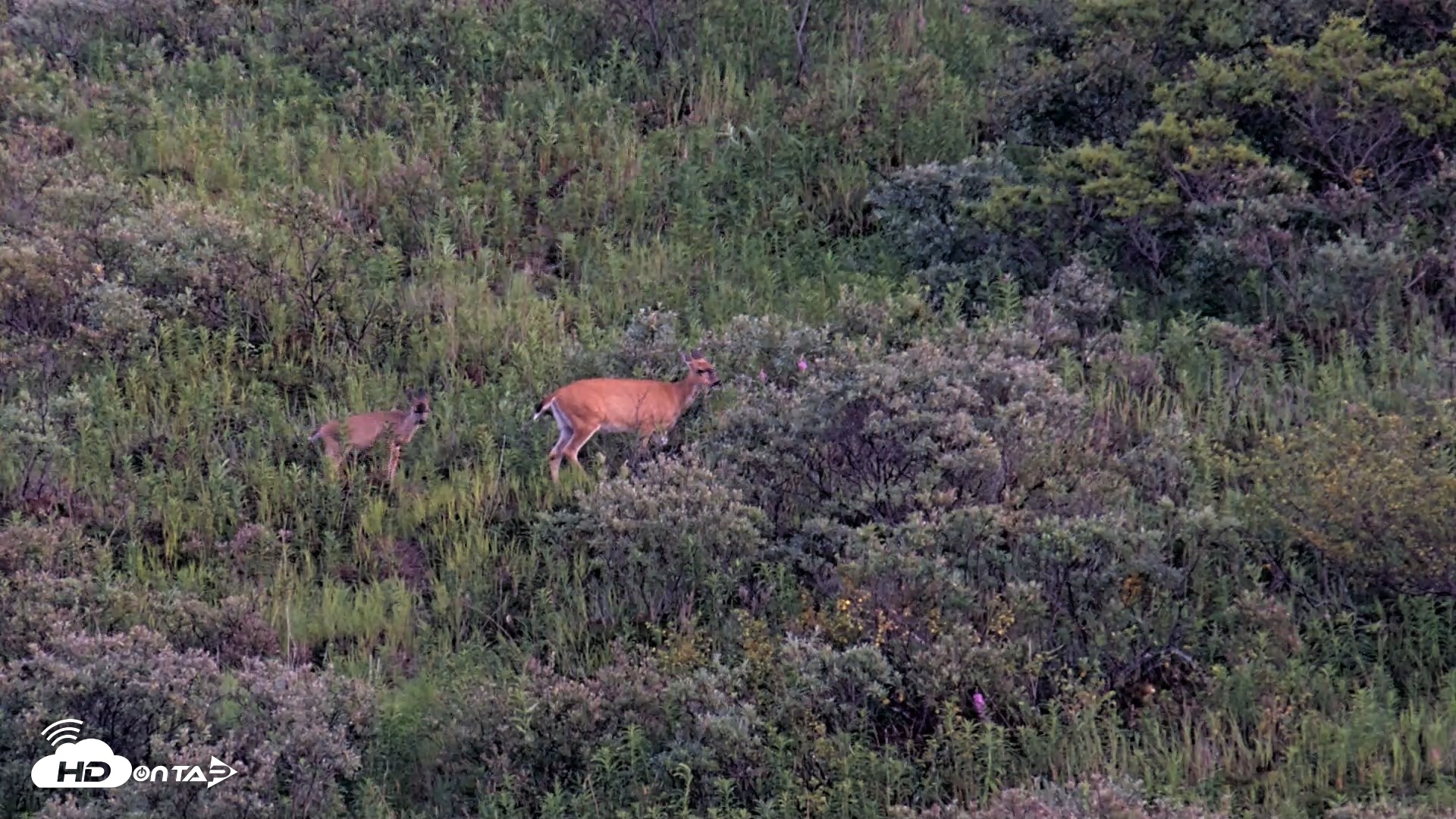 Snapshot of Kodiak Alaska Brown Bears Live Webcam taken Aug 26, 2026, 9:22pm AKDT