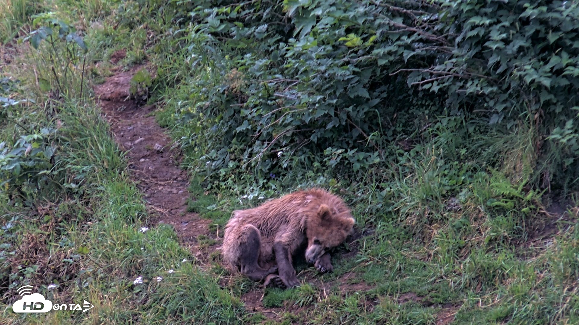 Snapshot of Kodiak Alaska Brown Bears Live Webcam taken Aug 12, 2026, 7:11am AKDT