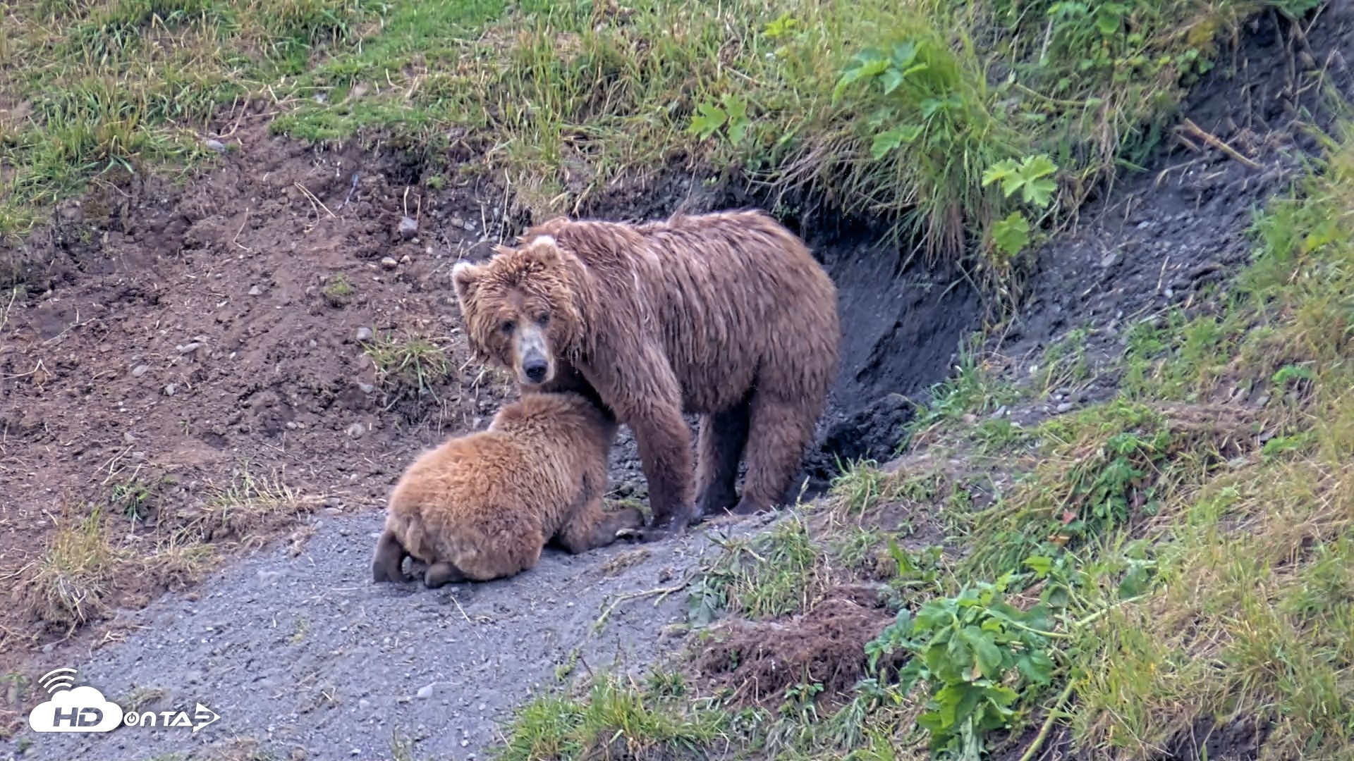 Snapshot of Kodiak Alaska Brown Bears Live Webcam taken Aug 1, 2026, 7:23pm AKDT