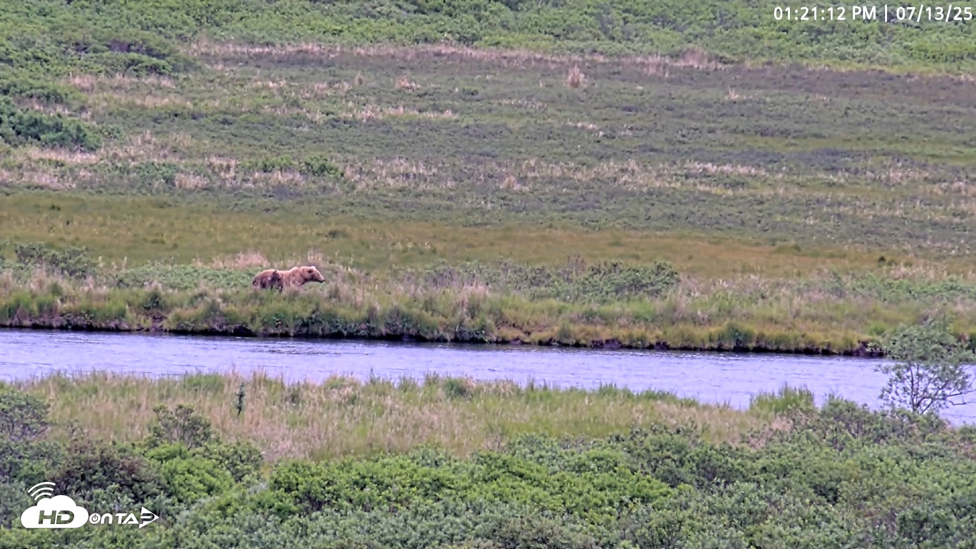 Snapshot of Kodiak Alaska Brown Bears Live Webcam taken Jul 13, 2025, 1:21pm AKDT