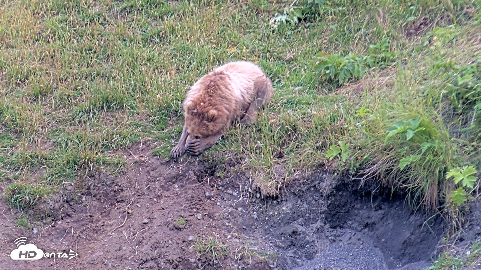 Snapshot of Kodiak Alaska Brown Bears Live Webcam taken Aug 2, 2026, 7:51pm AKDT
