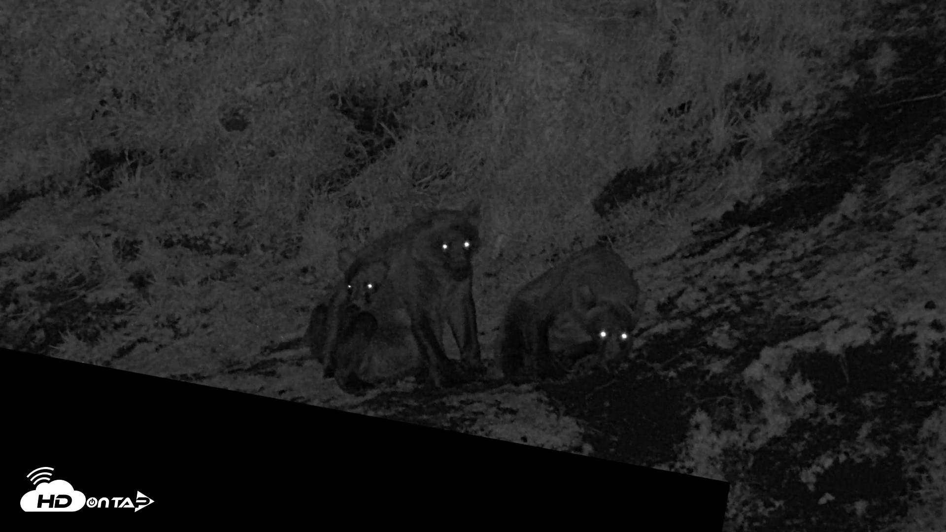 Snapshot of Kodiak Alaska Brown Bears Live Webcam taken Aug 5, 2026, 11:36pm AKDT