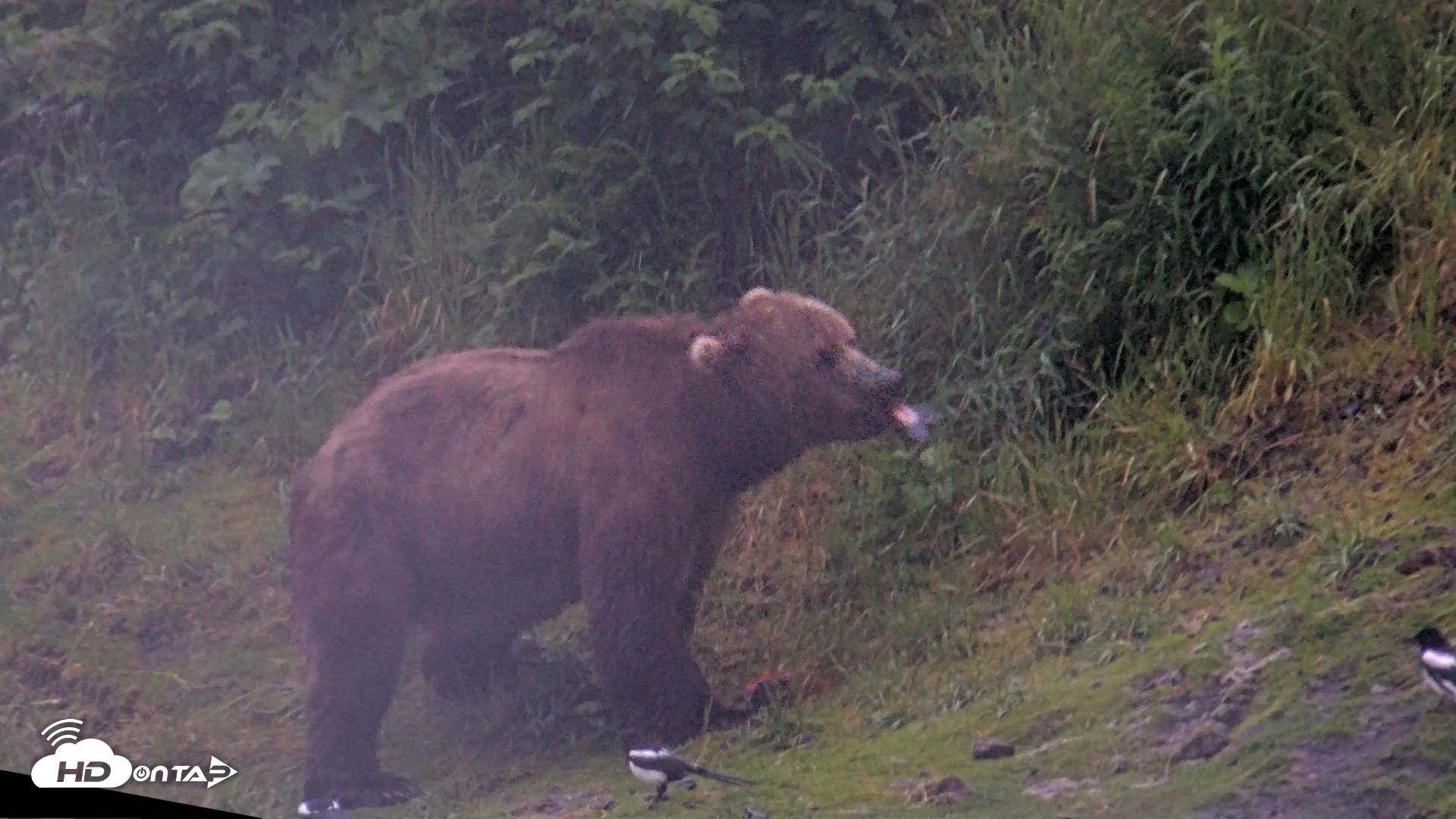 Snapshot of Kodiak Alaska Brown Bears Live Webcam taken Jul 22, 2026, 6:47am AKDT