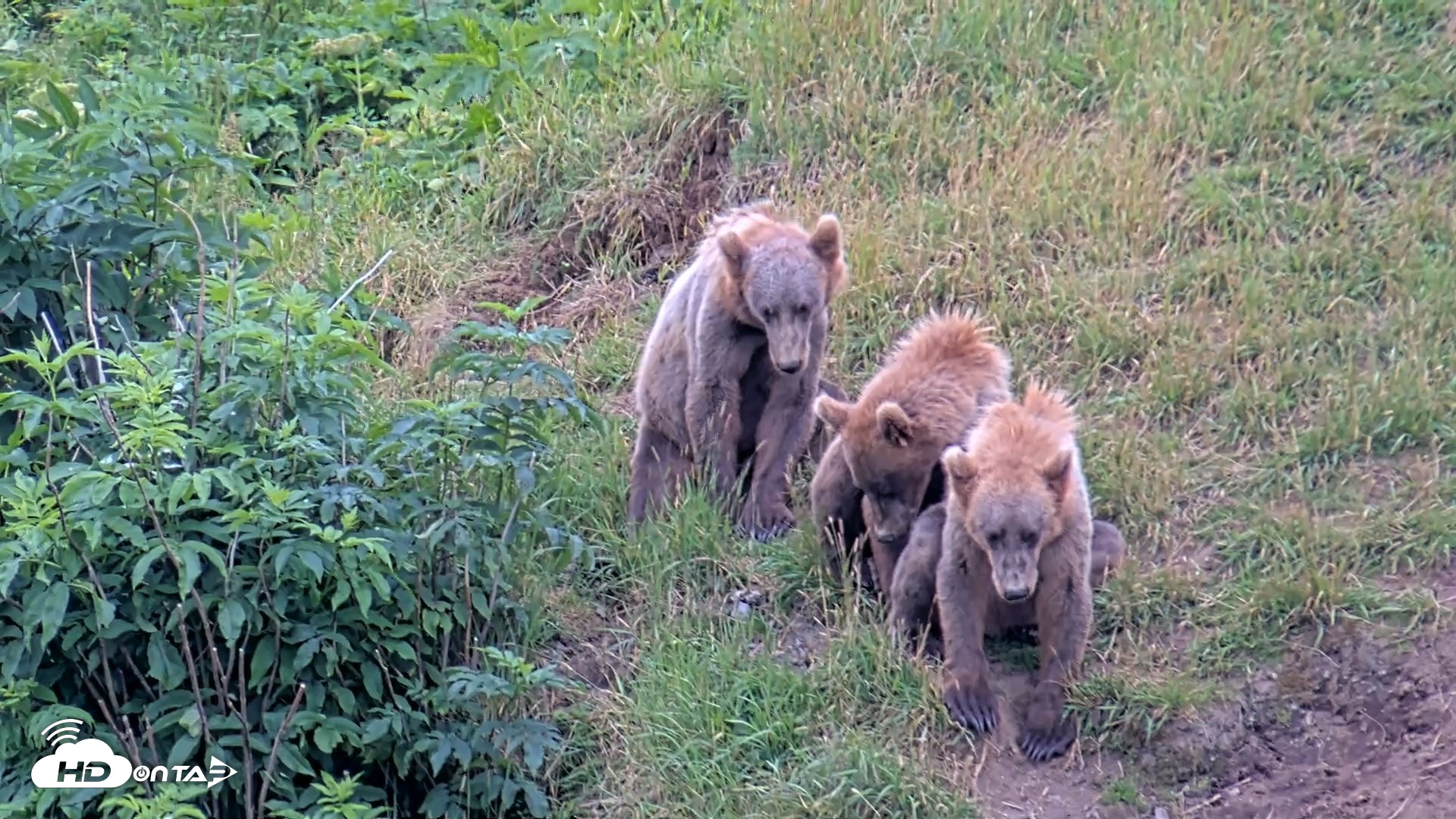Snapshot of Kodiak Alaska Brown Bears Live Webcam taken Aug 3, 2026, 3:18pm AKDT