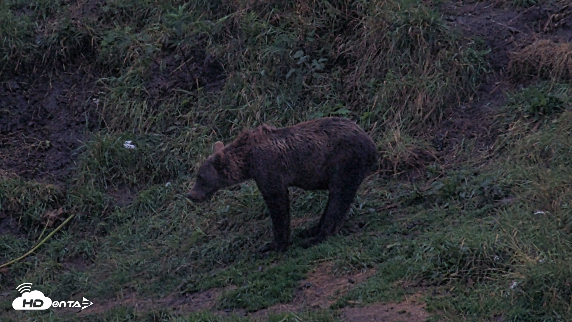 Snapshot of Kodiak Alaska Brown Bears Live Webcam taken Aug 16, 2026, 9:42pm AKDT
