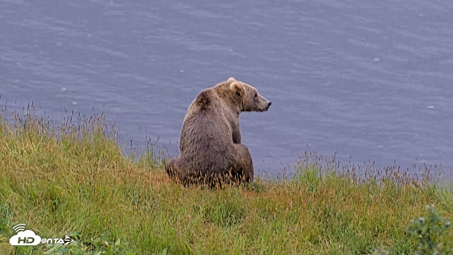 Snapshot of Kodiak Alaska Brown Bears Live Webcam taken Aug 5, 2026, 8:44am AKDT