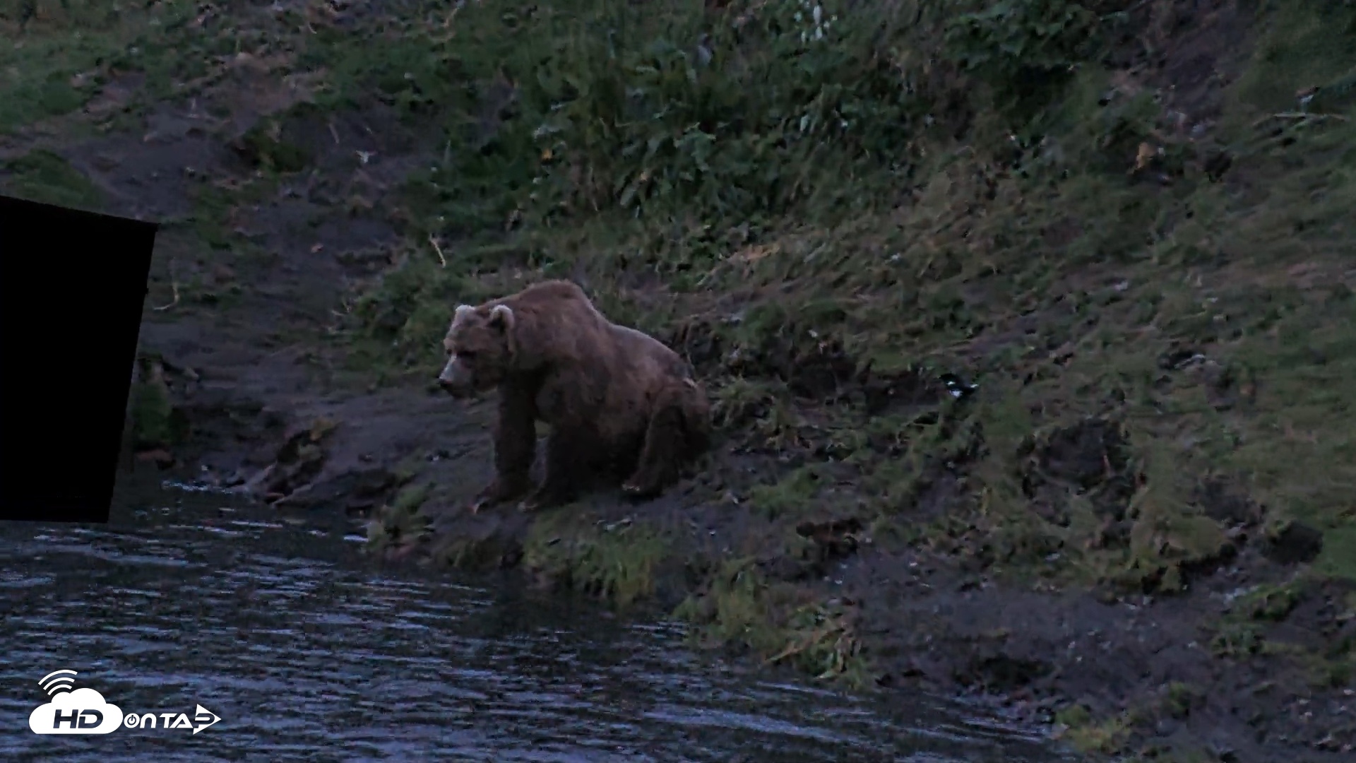 Snapshot of Kodiak Alaska Brown Bears Live Webcam taken Aug 6, 2026, 6:01am AKDT